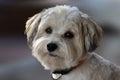 Attentive and curious looking small havanese dog Royalty Free Stock Photo