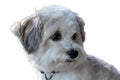 Attentive and curious looking small havanese dog Royalty Free Stock Photo