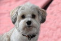 Attentive and curious looking small havanese dog Royalty Free Stock Photo