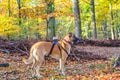 Attentive dog with actioncam as a dogcam in a beautiful beech forest Royalty Free Stock Photo