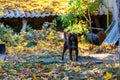 Attentive dog on a chain guards a village house, selective focus. Background with copy space