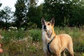 Attentive dog in grassy meadow at nature