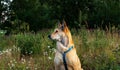 Attentive dog in grassy meadow at nature