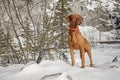 Attentive dog outdoors