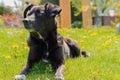 Attentive dog in the sun