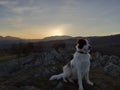 ATTENTIVE DOG Royalty Free Stock Photo