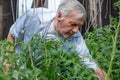 Attentive elderly man tending to tomato plants in a garden, showcasing involvement in urban farming and healthy aging.