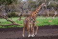 Elegant mother giraffe with her offspring Royalty Free Stock Photo