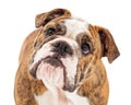 Attentive English Bulldog Closeup