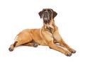 Attentive English Mastiff Dog Royalty Free Stock Photo