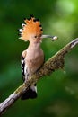 Eurasian hoopoe sitting on bough with moss.