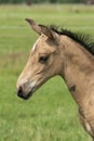 Attentive falcon color foal with head and mane in close-up