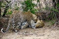 Attentive female Leopard with her disinterested male companion