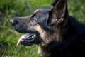 attentive german shepard dog portrait