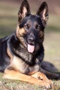 Attentive German Shepard dog portrait