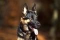 Attentive german shepard dog portrait with autumn colored background