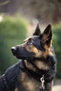 Attentive German Shepherd dog face