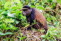 Golden monkey watching closely Royalty Free Stock Photo