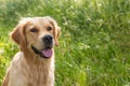 Attentive golden retriever dog