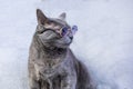 attentive gray Burmese cat sitting with glasses on a gray background.