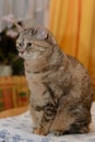 Attentive gray domestic cat sideways