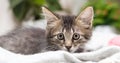 Attentive gray fluffy kitten looks into the camera close-up banner.