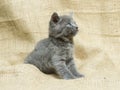 Attentive gray kitten