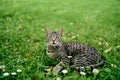 Attentive gray tabby cat lies on a flower meadow