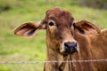 Attentive cow looking over the fence Royalty Free Stock Photo