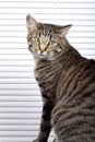 Attentive House Cat Royalty Free Stock Photo