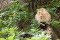 Attentive house cat / Felis catus outdoors