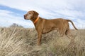 Attentive hunting dog standing in field