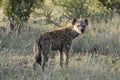 attentive hyena on grass, Kruger park, South Africa