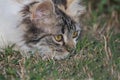 Attentive kitten wants to hunt