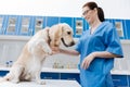 Attentive Labrador giving his paw to doctor Royalty Free Stock Photo