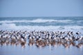 Attentive Laughing Gull surrounded by many other sleeping. Florida beach