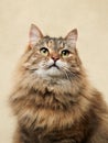 An attentive long-haired tabby cat against a neutral backdrop Royalty Free Stock Photo