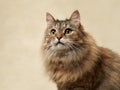 An attentive long-haired tabby cat against a neutral backdrop Royalty Free Stock Photo