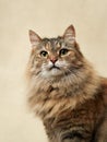 An attentive long-haired tabby cat against a neutral backdrop Royalty Free Stock Photo