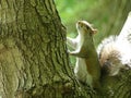 Gray Squirrel standing in the crotch of a large tree looking upward attentively at something with lots of greenery