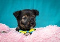 Little cub. Attentive look of a small brown puppy. Surprised muzzle of a beautiful puppy