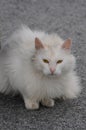 Attentive looking white cat persian breed Royalty Free Stock Photo