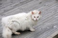 Attentive looking white cat persian breed Royalty Free Stock Photo