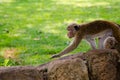 Attentive monkey Royalty Free Stock Photo