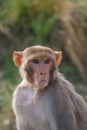 Attentive Monkey Royalty Free Stock Photo