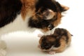 Attentive mother with kitten