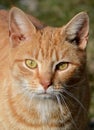 Attentive orange cat
