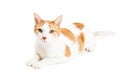Attentive Orange Tabby Cat Laying Royalty Free Stock Photo