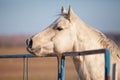 Attentive Palomino horse