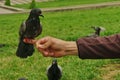 Attentive pigeon (dove)